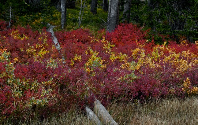 Lewis River Meadows 7558.jpg